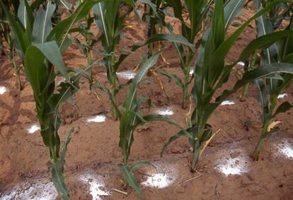 Campos de maíz en China con exceso de fertilizante s nitrogenados (urea)