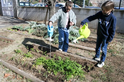 Alumnos de la escuela Joan Torredemer Canela de Matadepera (Barcelona) riegan el huerto con el agua sobrante del comedor.