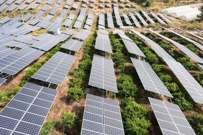 Una instalación agrovoltaica.