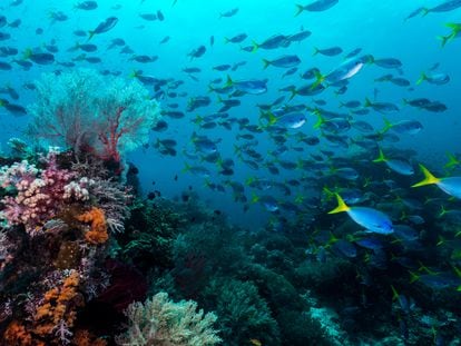 La biodiversidad de los arrecifes de coral.