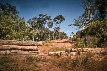 Betikre Tapayuna Metuktire observa los restos de algunos troncos de madera cercanos a su territorio.
