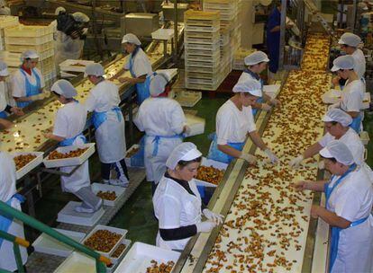 Trabajadoras de una planta gallega de mejillones en conserva.