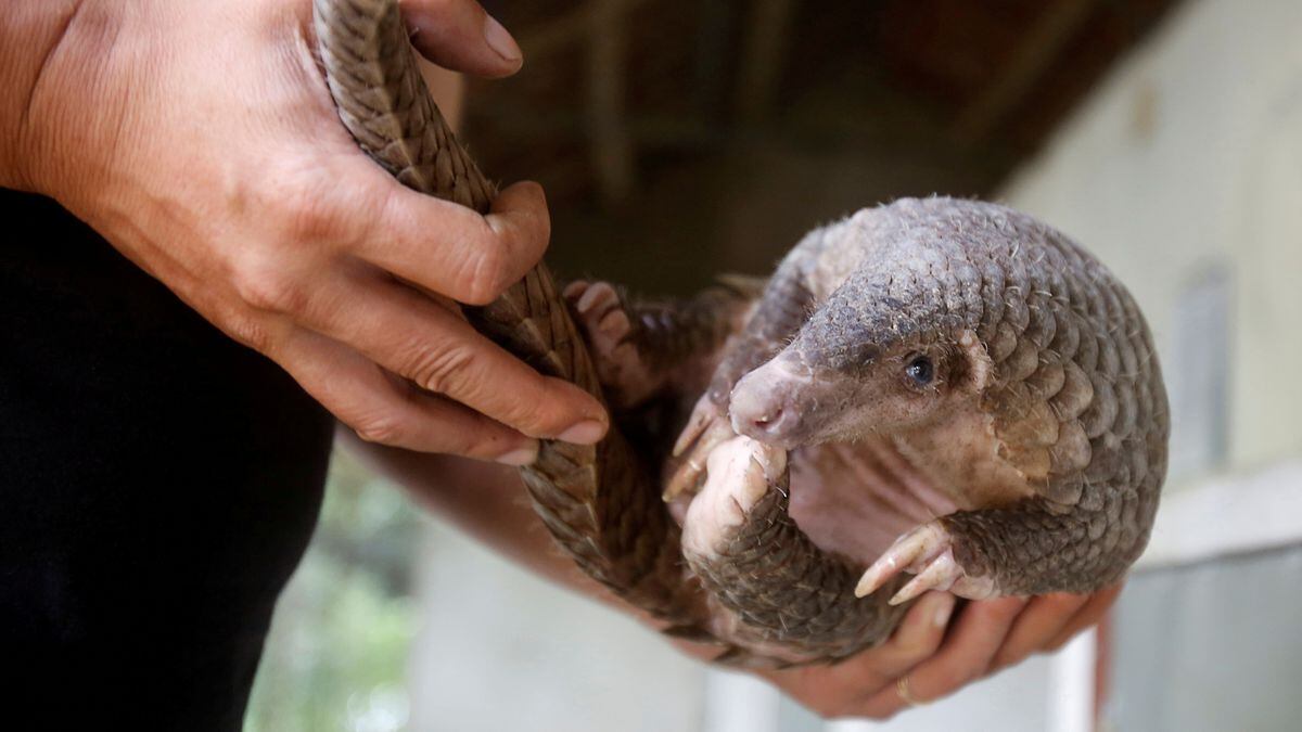 Protección animales em EL PAÍS Brasil