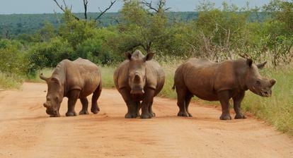 Three rhinos block a road in Kruger Park, near Skukuza. 