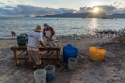 Pescadores artesanales que crearon la primera zona de refugio de pesca en México limpian pescado en la Isla El Pardito, en Baja California Sur.