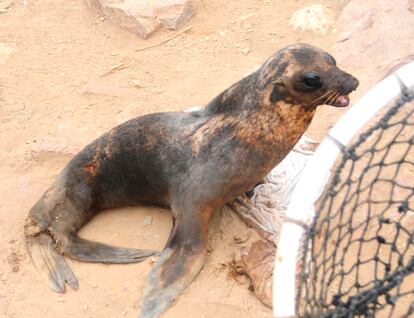 Un lobo marino con síntomas de alopecia en el archipiélago de San Benito, en una fotografía de archivo.