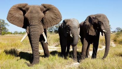 Un grupo de elefantes dentro de una reserva natural en Botsuana