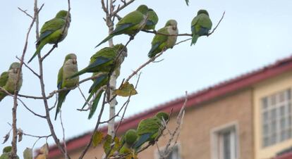 Cotorras, en un barrio de Málaga.