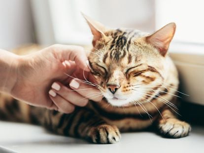 Un gato bengalí es acariciado por una mujer.