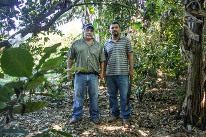 El cultivo de café es una tradición arraigada de las familias. César Rivas (a la derecha) se fue a Estados Unidos durante cuatro años y regresó a El Salvador para estar al frente de la parcela de café que su padre le heredó en Santa Cruz Analquito, una pequeña localidad rural al este de la capital. La mayoría de caficultores tiene más de 50 años.