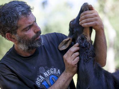 Un ganadero afectado por los ataques de lobos a sus ovejas y cabras.