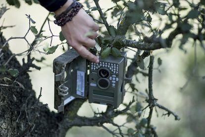 Para realizar los censos se emplean cámaras de foto trampeo como esta de la zona de Guarrizas (Jaén).