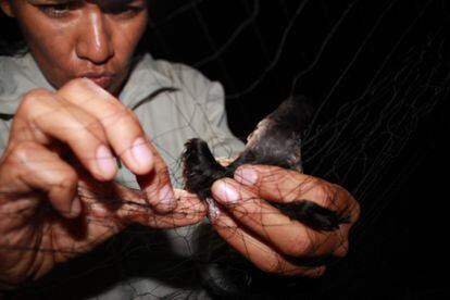 La ornitóloga mexicana Yuliana Bedolla rescata a un paíño negro atrapado en una red.