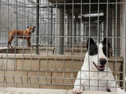 Dos perros potencialmente peligrosos, en el refugio de la Sociedad Protectora de animales y plantas.