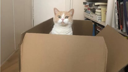 Mía celebra a lo grande el Día Internacional del gato.