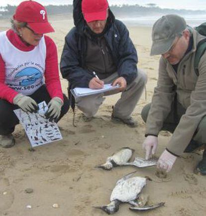 Voluntarios de Seo/Birdlife registrando las aves muertas en Cantabria.