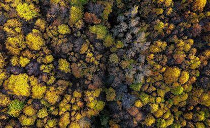 Vista aérea de los bosques del Ambroz, en los que se adentran rutas y senderos para descubrir un entorno natural privilegiado.