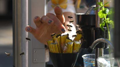 Las abejas han encontrado en las ciudades nuevas fuentes de comida. En la imagen, decenas de ellas revolotean en un puesto de limonada para robarle el edulcorante al tendero, en Cracovia, Polonia.