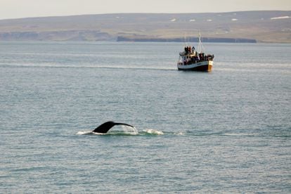 Los símbolos de la fauna islandesa son sus dos criaturas más carismáticas: el frailecillo, que revolotea como un abejorro inquieto, y la imponente ballena, que surca las gélidas aguas del litoral. Resulta fácil contemplara ambas especies, desde tierra y desde el mar. La mejor zona para observar ballenas es Husavik (en la imagen), pero otras localidades del norte (como Reikiavik) también ofrecen cruceros para avistarlas. Existen colonias de frailecillos en numerosos acantilados e islas cerca de la costa islandesa, como Heimaey, Grimsey, Drangey, Latrabjarg y Borgarfjorour Eystri.