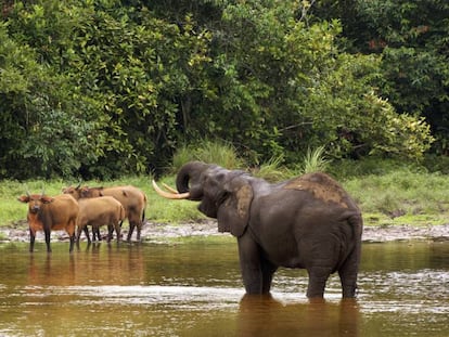 Elefantes y búfalos en el parque nacional de Odzala, al norte de la República del Congo.