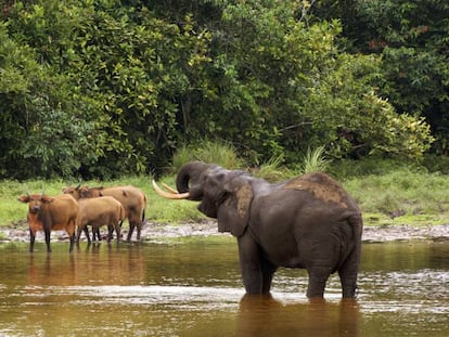 Elefantes y b&uacute;falos en el parque nacional de Odzala, al norte de la Rep&uacute;blica del Congo. 