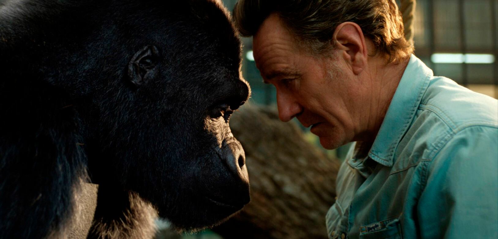 Bryan Cranston y el gorila de 'El magnifico Iván', en una imagen de la película.