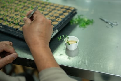Un trabajador separa brotes de semillas modificadas genéticamente para destinarlas a las plantaciones.