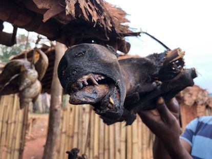 Un simio secado al sol y ahumado para su consumo en el norte de la RDC. La carne de monte es una fuente vital de proteínas para las comunidades rurales de la Cuenca del Congo, que dependen de la selva para su supervivencia. En las plantaciones de la PHC, no hay bosque para cazarla. Con salarios de extrema pobreza, tampoco hay dinero para comprarla. 