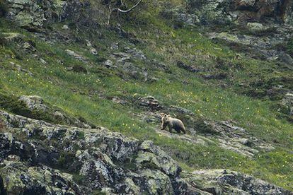 Uno de los registros fotográficos de la ONG Depana, donde se ve a uno de los cachorros de osos en el Val d'Arán.
