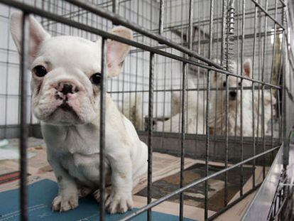 Dentro de las jaulas, algunos de los perros rescatados en Ciempozuelos.