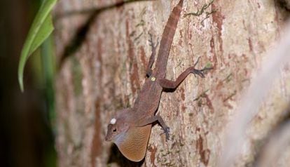Los anolis, como esta especie de tronco y suelo, consiguen regresar a su territorio, por muchos obstáculos que encuentren.