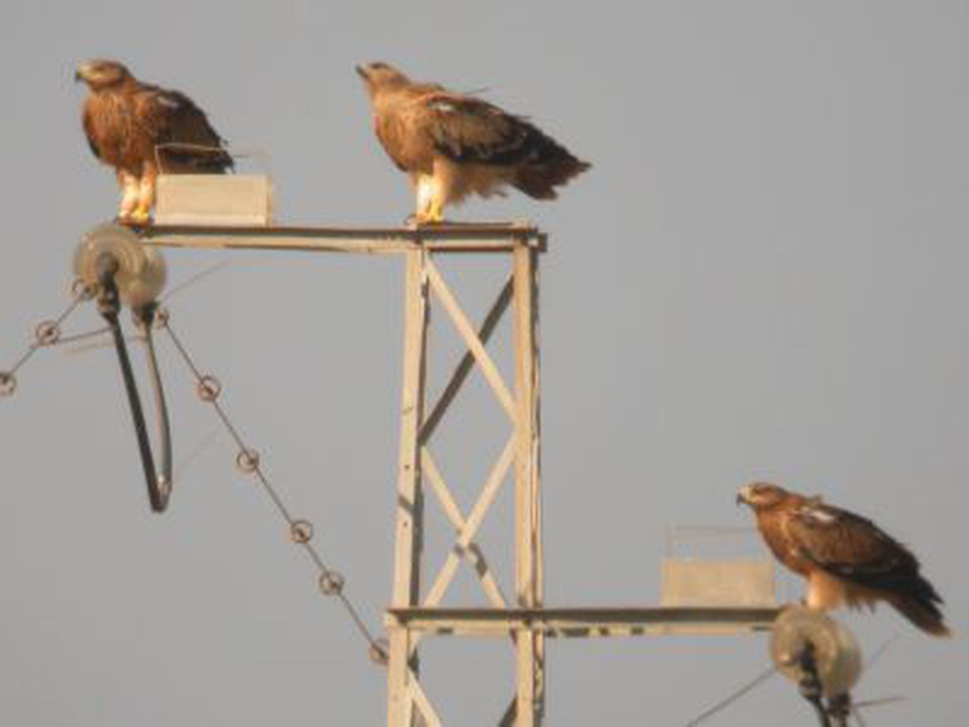 El águila imperial ve la luz | Andalucía | España | EL PAÍS