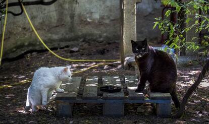 Gatos callejeros.