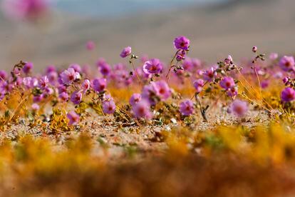 El desierto de Atacama se recubre con un manto de miles de flores en un vibrante y colorido espectáculo que, según los expertos, podría verse amenazado por el cambio climático. 