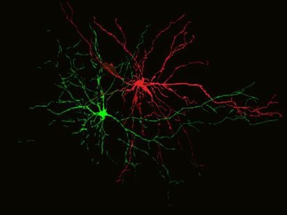 Una neurona procesando pensamientos negativos (rojo) y otra positivos (verde)