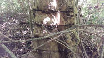 El árbol marcado que permitió ubicar los restos de El Campito.