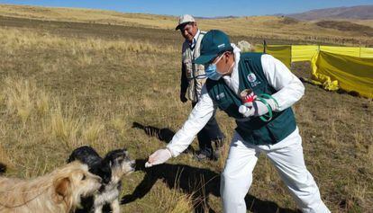 Miembros del Servicio Nacional de Sanidad Agraria de Perú (Senasa) desparasitan a un perro. Esta es una de las estrategias para evitar la transmisión de la tenia Echinococcus a las personas que conviven con los animales.