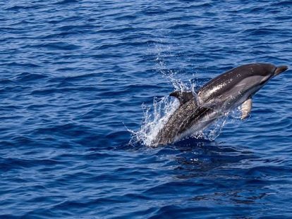 Un delf&iacute;n salta sobre la superficie del oc&eacute;ano.