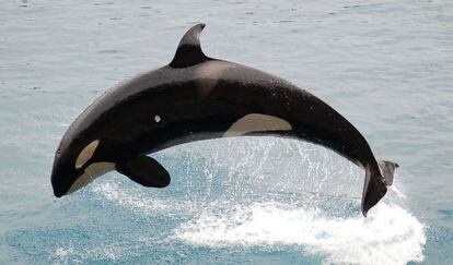 La orca es uno de los cetáceos que tienen la menopausia.