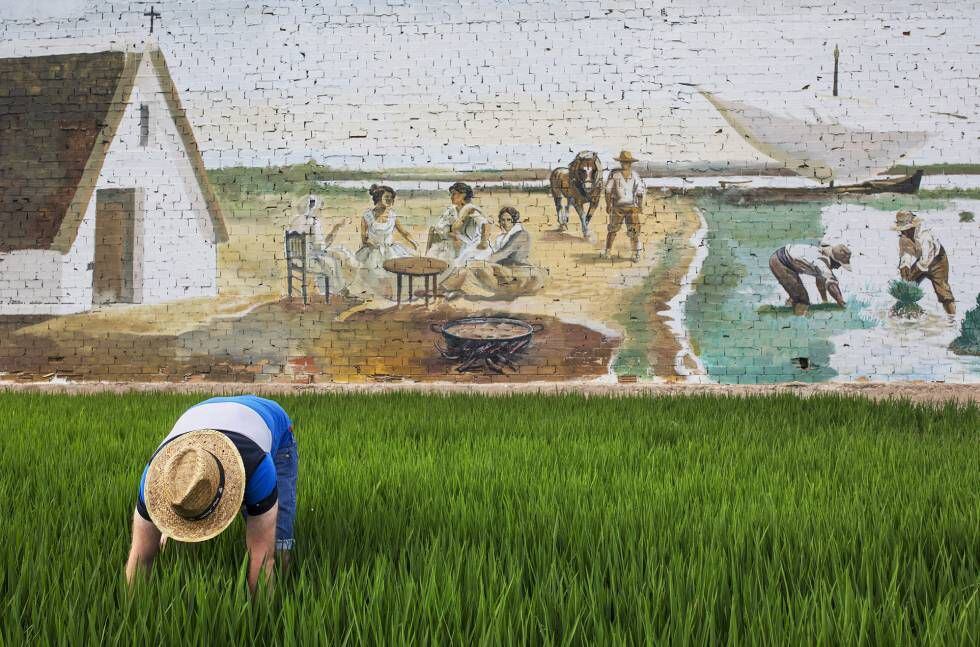 Un plantador de arroz en los campos.