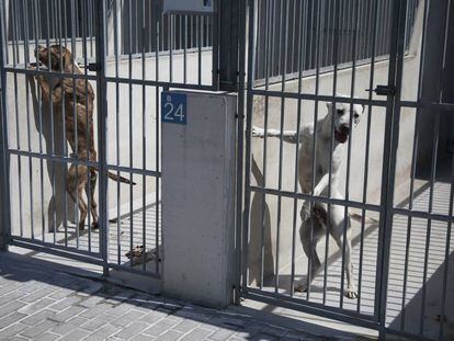 Perros acogidos en un Centro de Protección Animal.