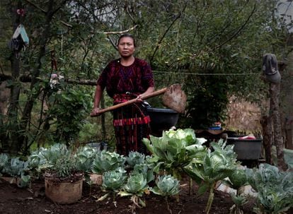 La familia Cac Yat frente a las coliflores que plantaron en su huerto durante la pandemia, en Quiché, Guatemala. El país centroamericano tiene la tasa más alta de desnutrición crónica del continente.