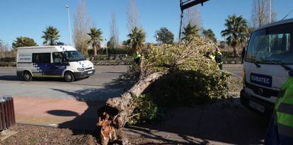 Un &aacute;rbol ca&iacute;do en la v&iacute;a p&uacute;blica, en Salou.