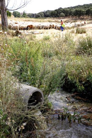 Vertido de aguas residuales en El Casar (Guadalajara).