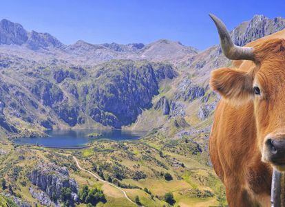 Una vaca asturiana de la monta&ntilde;a con el paisaje del parque natural de Somiedo.