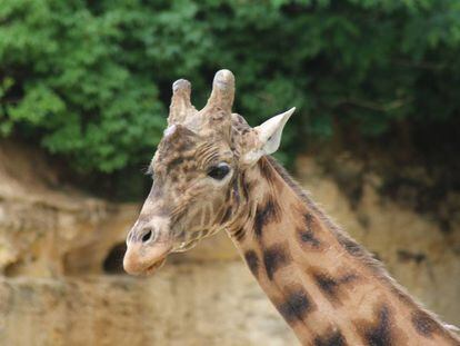 Sacha, la semental jirafa, en el zool&oacute;gico de Dou&eacute;-la-Fontaine (Francia).