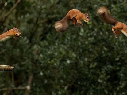 Las ardillas son capaces de regular su vuelo para no caer nunca de los árboles.
