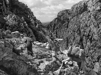 Un hombre tira de un camello en las monta&ntilde;as de Socotra, en el filme.