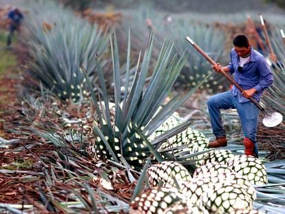 Un hombre corta una planta de agave para extraer la piña que se usa para hacer tequila en Jalisco el pasado 23 de julio.