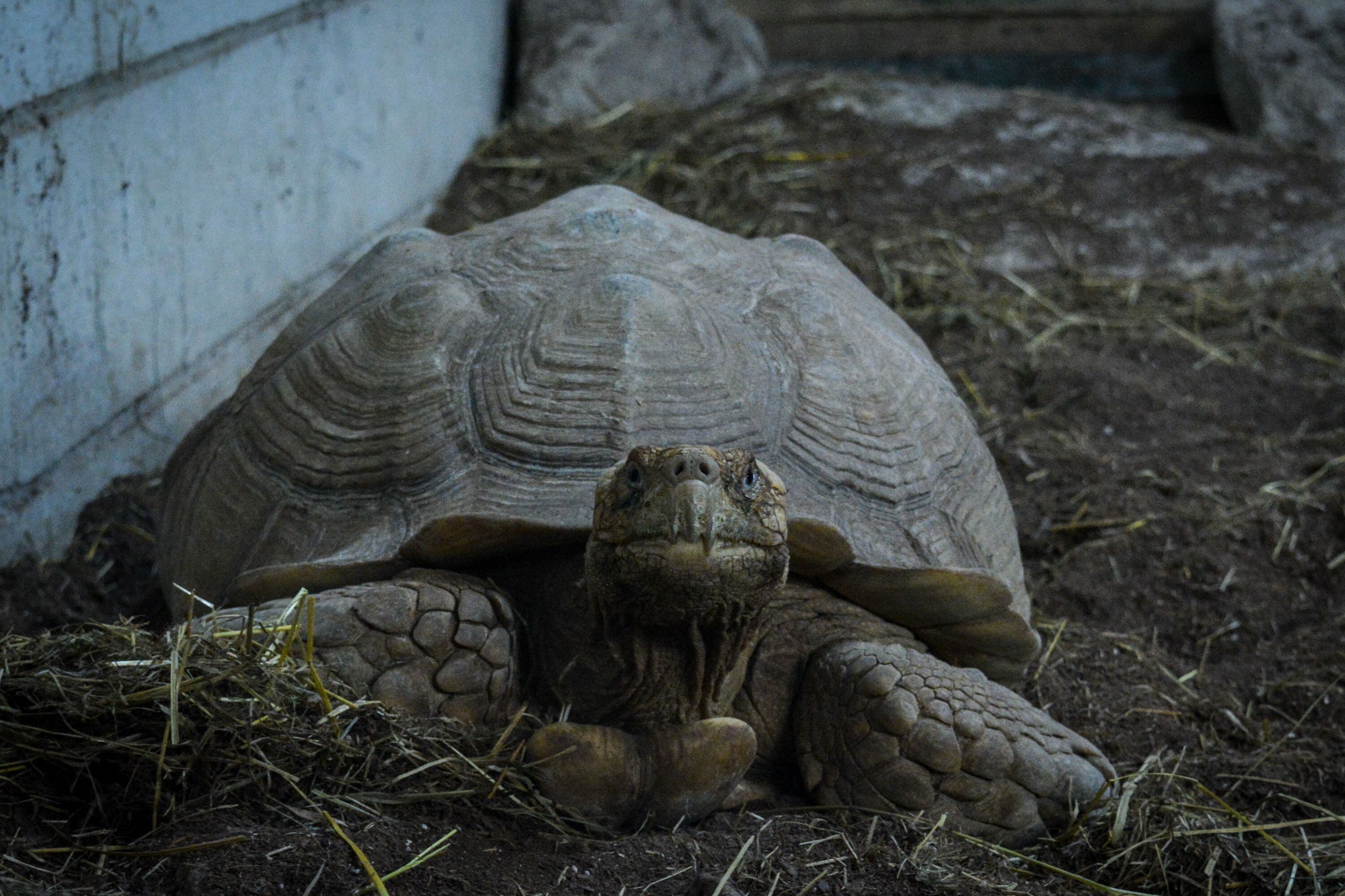 Las tortugas son una de las especies que por su imposibilidad para darse en adopción se han convertido en residentes permanentes del CRAS.